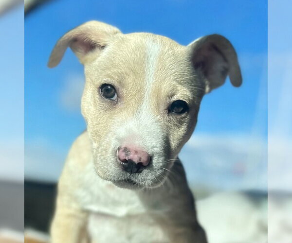 Medium Photo #4 Mutt Puppy For Sale in Laramie, WY, USA