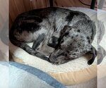 Small #7 Catahoula Leopard Dog Mix