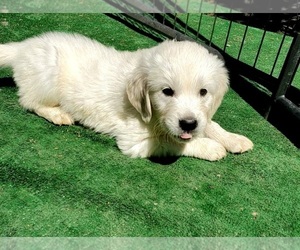 English Cream Golden Retriever Puppy for sale in BEND, OR, USA