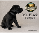 Puppy Mr Black Labrador Retriever