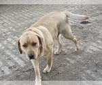 Small Photo #1 Labrador Retriever Puppy For Sale in MAYSVILLE, KY, USA