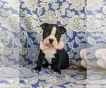 Small Photo #8 Boston Terrier Puppy For Sale in EPHRATA, PA, USA