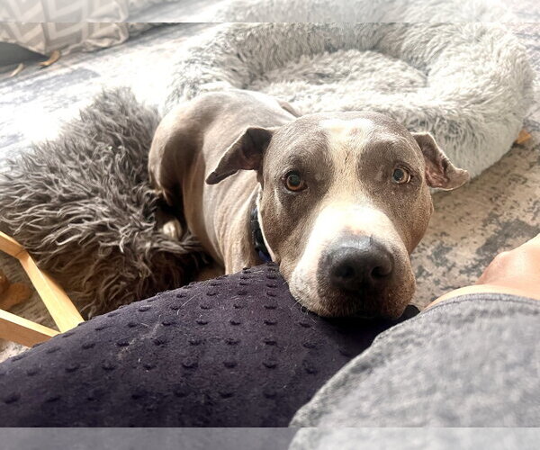 Medium Photo #1 Staffordshire Bull Terrier-Unknown Mix Puppy For Sale in Marathon, FL, USA