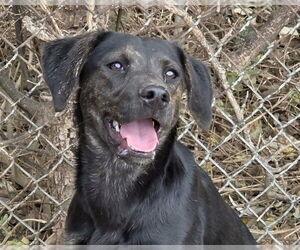 Mountain Cur-Unknown Mix Dogs for adoption in Anniston, AL, USA