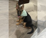 Small Photo #3 German Shepherd Dog Puppy For Sale in AUSTIN, TX, USA