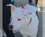 Small #1 Mutt