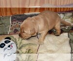 Small Photo #6 Golden Retriever Puppy For Sale in POULSBO, WA, USA