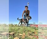 Small #2 Australian Kelpie-Holland Shepherd Mix