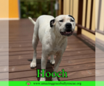 Small American Bulldog Mix