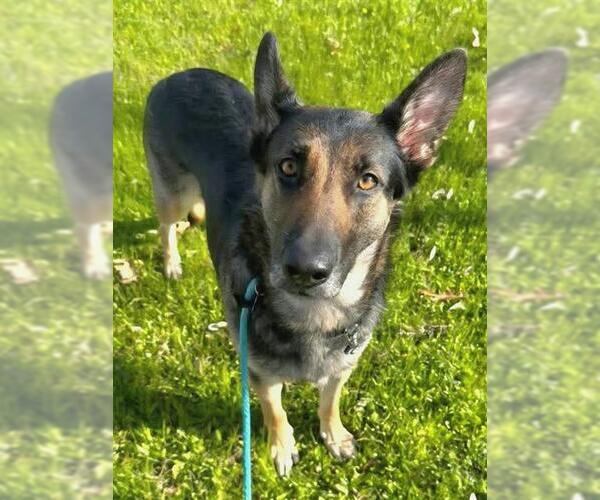 Medium Photo #1 German Shepherd Dog Puppy For Sale in Sacramento, CA, USA