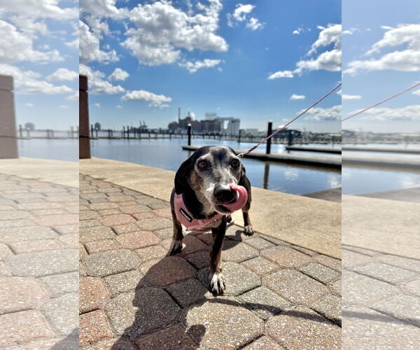Medium Photo #3 Dachshund Puppy For Sale in Fruitland, SC, USA