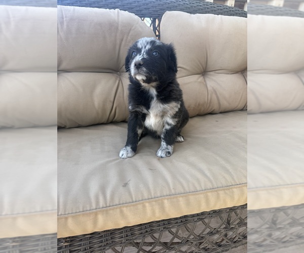 Medium Photo #29 Australian Shepherd Puppy For Sale in WILLIAMS, AZ, USA