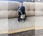 Small #1 Australian Shepherd