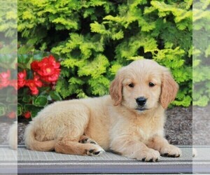 Golden Retriever Puppy for sale in GORDONVILLE, PA, USA