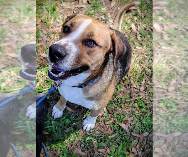 Medium Photo #3 Mutt Puppy For Sale in FRAMINGHAM, MA, USA