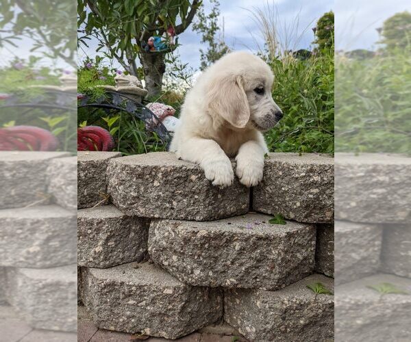 Medium Photo #5 Golden Retriever Puppy For Sale in ELVERTA, CA, USA