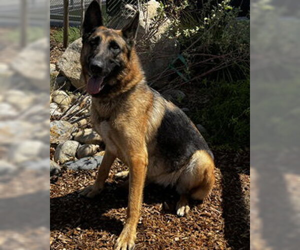 Medium Photo #1 German Shepherd Dog Puppy For Sale in Lathrop, CA, USA