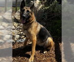 Small German Shepherd Dog