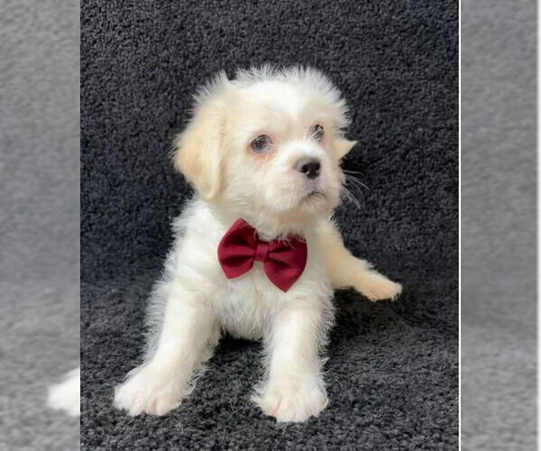 Medium Photo #5 Mutt Puppy For Sale in Grafton, WI, USA