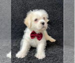 Small #4 Mutt