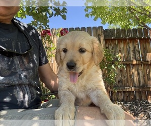 Medium Golden Retriever