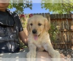 Puppy Booser Golden Retriever