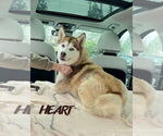 Small #2 Siberian Husky
