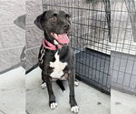 Small #7 Beagle-Border Collie Mix