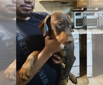 Small #18 Doberman Pinscher