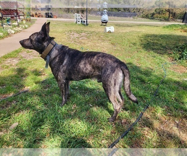 Medium Photo #1 Dutch Shepherd Dog Puppy For Sale in LEANDER, TX, USA
