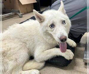 Siberian Husky-Unknown Mix Dogs for adoption in Grand Prairie, TX, USA