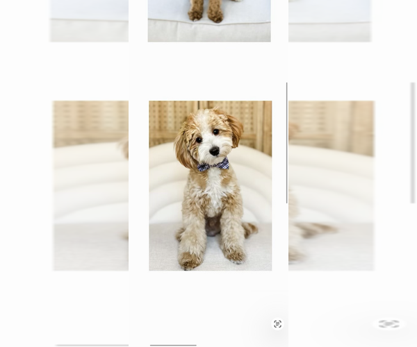 Medium Photo #1 Goldendoodle mix (+ Poodle Toy) Puppy For Sale in SAINT JAMES, MO, USA