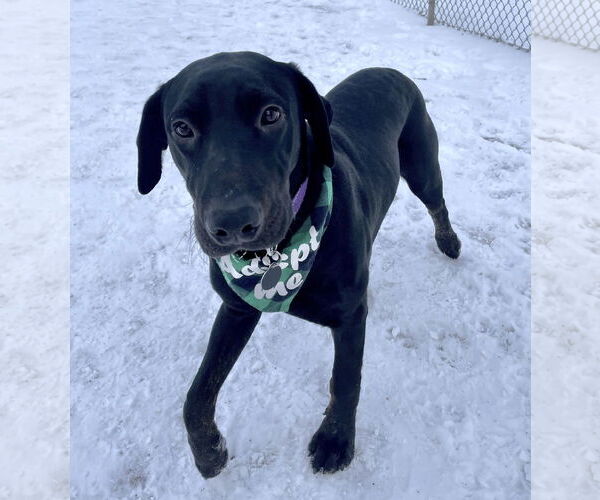 Medium Photo #5 Labrador Retriever-Unknown Mix Puppy For Sale in St. Louis Park, MN, USA