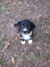 Border Collie Puppy for sale in COATS, NC, USA