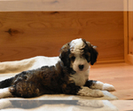 Small Photo #8 Miniature Bernedoodle Puppy For Sale in URBANA, IL, USA