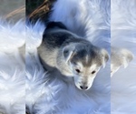 Small #4 German Shepherd Dog-Siberian Husky Mix