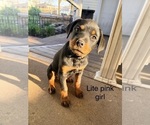 Small #3 Rottweiler