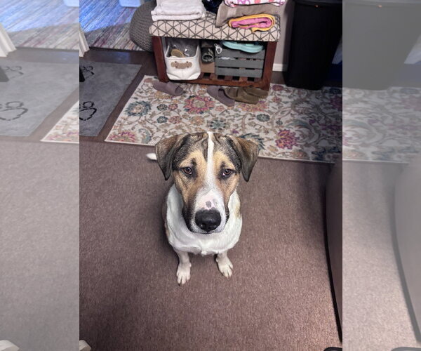Medium Photo #4 American Pit Bull Terrier-Unknown Mix Puppy For Sale in Chandler, AZ, USA