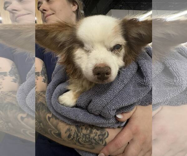 Medium Photo #6 Chihuahua-Unknown Mix Puppy For Sale in Boonton, NJ, USA