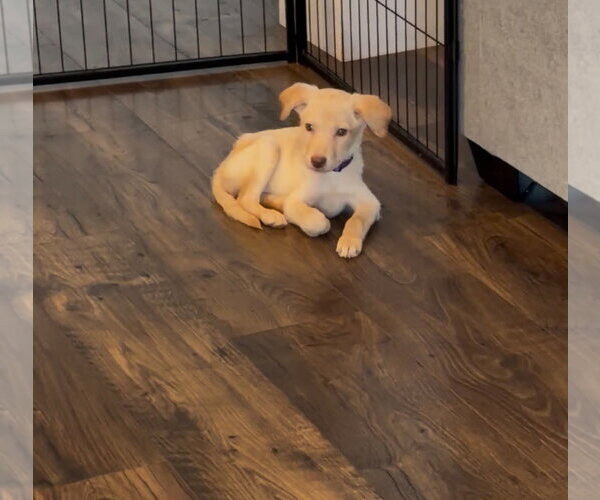 Medium Photo #1 Labrador Retriever-Unknown Mix Puppy For Sale in MIDWAY, UT, USA