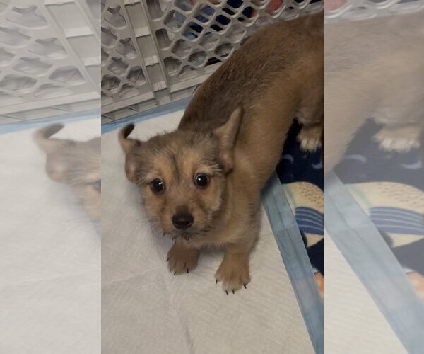 Medium Photo #2 ShiChi Puppy For Sale in Cuyahoga Falls , OH, USA