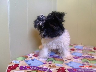 Mutt Puppy for sale in PATERSON, NJ, USA