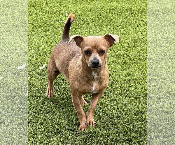 Medium Photo #4 Chihuahua-Unknown Mix Puppy For Sale in La Verne, CA, USA