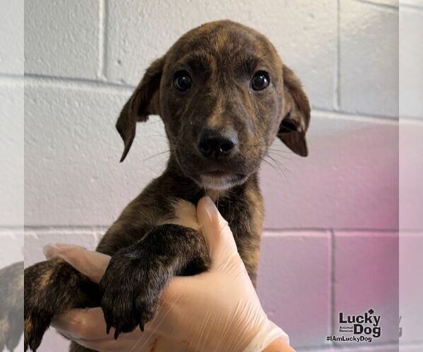 Medium Photo #3 Labrador Retriever-Unknown Mix Puppy For Sale in Washington, DC, USA