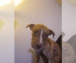 Small #3 Labrador Retriever-Siberian Husky Mix