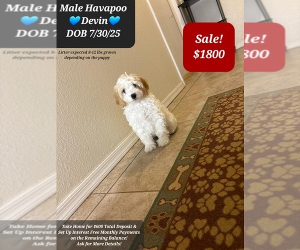 Medium Photo #8 Poovanese Puppy For Sale in TUCSON, AZ, USA