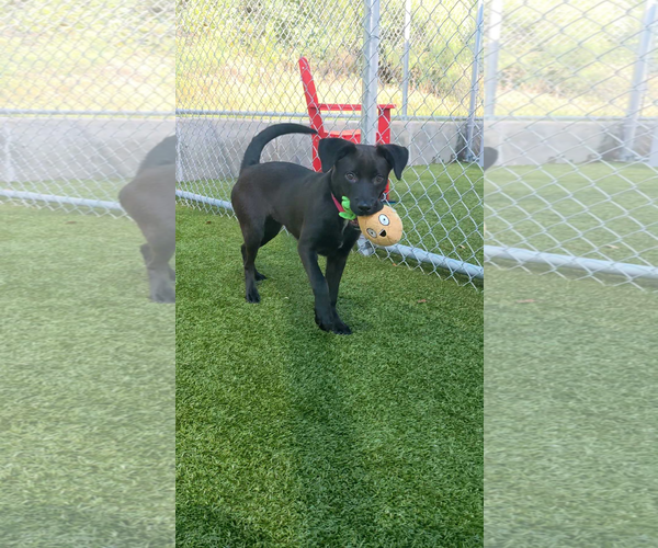 Medium Photo #3 Labrador Retriever-Unknown Mix Puppy For Sale in Woodbury, NY, USA