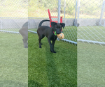 Small #2 Labrador Retriever Mix