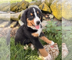 Bernese Mountain Dog Puppy for sale in MIDDLEBURY, IN, USA