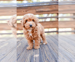 Small Photo #5 Poodle (Toy) Puppy For Sale in ANTELOPE, CA, USA